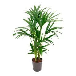 Howea - Kentia Palm - HydroCare -HORTOLOGY Plants Sale Howea Kentia Palm Hydroculture Indoor Plant 100cm