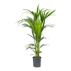 Howea - Kentia Palm - HydroCare -HORTOLOGY Plants Sale Howea Kentia Palm Hydroculture Indoor Plant 120cm