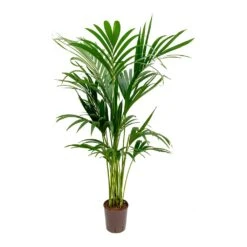 Howea - Kentia Palm - HydroCare -HORTOLOGY Plants Sale Howea Kentia Palm Hydroculture Indoor Plant 140cm