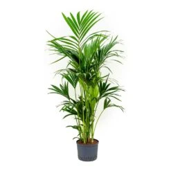 Howea - Kentia Palm - HydroCare -HORTOLOGY Plants Sale Howea Kentia Palm Indoor Plant Hydroculture 25 19 150cm