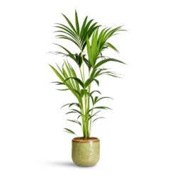 Mabel Plant Pot - Sage -HORTOLOGY Plants Sale Howea forsteriana Kentia 19x110cm Mabel Pot Sage 23x20cm