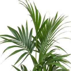 Howea - Kentia Palm - HydroCare -HORTOLOGY Plants Sale Howea forsteriana Kentia Palm Leaves Large 7e92d308 0d3b 4cd5 a867 16860fc2a4fc