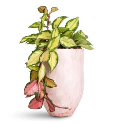 Hoya Carnosa Tricolor - Wax Plant