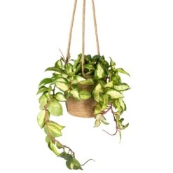 Hoya Carnosa Tricolor - Wax Plant -HORTOLOGY Plants Sale Hoya carnosa Tricolor Wax Plant 12x20cm Igmar Hanging Plant Basket Natural 17x14cm