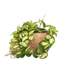 Hoya Carnosa Tricolor - Wax Plant -HORTOLOGY Plants Sale Hoya carnosa Tricolor Wax Plant 12x20cm Karlijn Plant Pot Camel 18x16cm