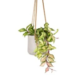 Patt Grey Washed Fibreclay Hanging Plant Pot β Rugged Tapered Indoor & Outdoor Planter 28 Patt Grey Washed Fibreclay Hanging Plant Pot β Rugged Tapered Indoor & Outdoor Planter -HORTOLOGY Plants Sale Hoya carnosa Tricolor Wax Plant 12x20cm Patt Hanging Plant Pot Grey Washed 17x14cm ee4d3ed1 3046 4f3b abc3 e7eeb2e20dad