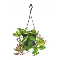 Hoya Carnosa Tricolor - Wax Plant -HORTOLOGY Plants Sale Hoya carnosa Tricolor Wax Plant