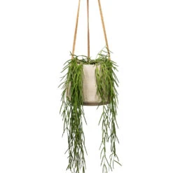 Patt Grey Washed Fibreclay Hanging Plant Pot β Rugged Tapered Indoor & Outdoor Planter 33 Patt Grey Washed Fibreclay Hanging Plant Pot β Rugged Tapered Indoor & Outdoor Planter -HORTOLOGY Plants Sale Hoya linearis Linear Porcelain Plant 12x35cm Patt Hanging Plant Pot Grey Washed 20x17cm 2 1