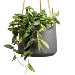 Patt Hanging Plant Pot - Black Washed -HORTOLOGY Plants Sale Hoya rosita Tropical Wax Plant 14x20cm Patt Hanging Plant Pot Black Washed 20x17cm 2 3eda383f 9f22 4ad1 8f1c 7322bdff5e92