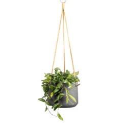 Patt Hanging Plant Pot - Black Washed -HORTOLOGY Plants Sale Hoya rosita Tropical Wax Plant 14x20cm Patt Hanging Plant Pot Black Washed 20x17cm 795cbdc2 8bb8 41c7 b8ba d7371f89edc9