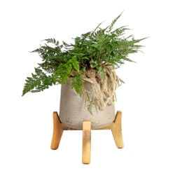 Patt Plant Pot - Low Stand - Grey Washed -HORTOLOGY Plants Sale Humata tyermannii White Rabbit s Foot Fern 17x35cm Patt Plant Pot Low Stand Grey Washed 28x29cm 1 d3e56941 01b4 4b20 b657 2d55e03e3e76