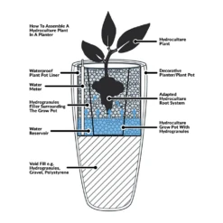Ficus Elastica Robusta - Rubber Plant - HydroCare -HORTOLOGY Plants Sale Hydroculture Planter Diagram 2a90ae90 c36e 415b 85c3 d57100d7d0d8