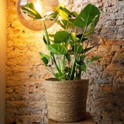 Igmar Plant Basket - Natural -HORTOLOGY Plants Sale Igmar natural Lifestyle 1