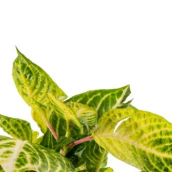 Iresine Herbstii Rich Goldstar - Yellow Bloodleaf 7 Iresine Herbstii Rich Goldstar - Yellow Bloodleaf -HORTOLOGY Plants Sale Iresine herbstii Goldstar Yellow Bloodleaf SWATCH 2