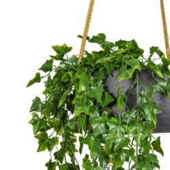 Eileen Hanging Plant Bowl - Black Washed 13 Eileen Hanging Plant Bowl - Black Washed -HORTOLOGY Plants Sale Ivy Hanging Bush UV Resistant Artificial 75cm Eileen Hanging Bowl Black Washed 29x11cm 2