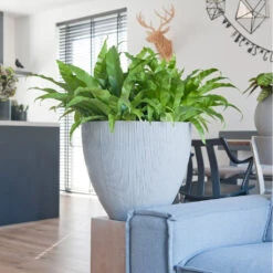 Jesslyn Ridged Plant Pot - Cement 11 Jesslyn Ridged Plant Pot - Cement -HORTOLOGY Plants Sale JesslynPlantPot RidgedCement 2