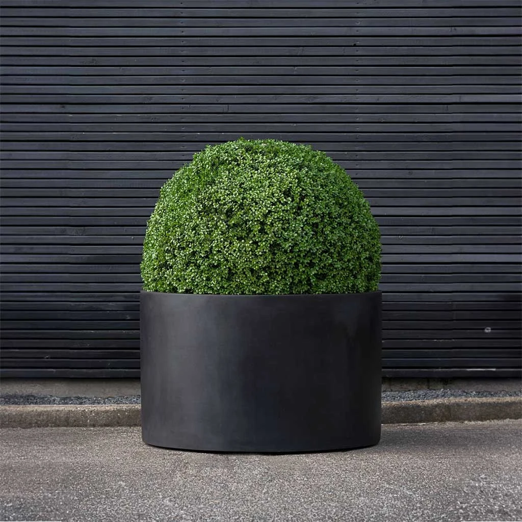 Jumbo Max Low Rise Natural Planter - Black 2 Jumbo Max Low Rise Natural Planter - Black - Image 2