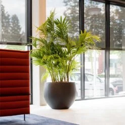 Jumbo Orb Natural Planter - Black -HORTOLOGY Plants Sale Jumbo Orb Natural Orb Planter Black Kentia Palm fff74497 414d 4847 8a48 48dbd3cf1160