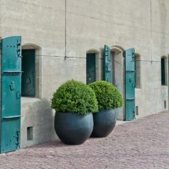 Jumbo Orb Natural Planter - Black -HORTOLOGY Plants Sale Jumbo Orb Natural Orb Planter Black Outdoor Topiary