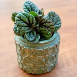 Jurre Plant Pot - Soft Jade -HORTOLOGY Plants Sale Jurre green 06