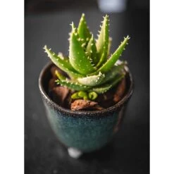 Kaat Plant Pot - Petrol -HORTOLOGY Plants Sale Kaat Plant Pot Petrol Succulent Houseplant