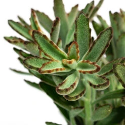 Kalanchoe Tomentosa - Panda Plant -HORTOLOGY Plants Sale Kalanchoe tomentosa Panda Plant 12cm Close Up