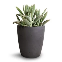 Kalanchoe Tomentosa - Panda Plant -HORTOLOGY Plants Sale Kalanchoe tomentosa Panda Plant 12x25cm Gerben Plant Pot Black Washed 15x16cm