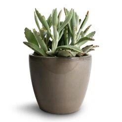 Kalanchoe Tomentosa - Panda Plant -HORTOLOGY Plants Sale Kalanchoe tomentosa Panda Plant 12x25cm Sven Plant Pot Smoke 16x13cm