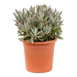 Kalanchoe Tomentosa - Panda Plant -HORTOLOGY Plants Sale Kalanchoe tomentosa Panda Plant 26cm