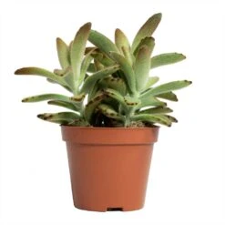 Kalanchoe Tomentosa - Panda Plant -HORTOLOGY Plants Sale Kalanchoe tomentosa Panda Plant 8.5x15cm