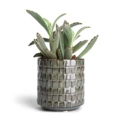 Kalanchoe Tomentosa - Panda Plant -HORTOLOGY Plants Sale Kalanchoe tomentosa Panda Plant 8.5x15cm Stian Plant Pot Moss Green 10x11cm dba0259e b0fa 4d6a 9719 6bef3e3b9b13