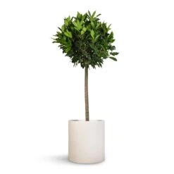 Max Refined Planter - Natural White -HORTOLOGY Plants Sale Laurus nobilis Bay Tree 25x130cm Max Refined Planter Natural White 29x29.5cm 60aea5e9 dce7 4349 9dcd da1f6b99943b