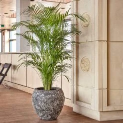 Lava Balloon Relic Planter - Rust -HORTOLOGY Plants Sale Lava Balloon Relic Rust Metal