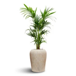 Lena Mineral Planter - Travertine -HORTOLOGY Plants Sale Lena Mineral Planter Travertine Kentia