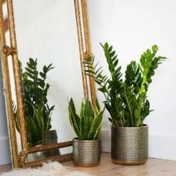 Solis Embossed Plant Pot - Gold -HORTOLOGY Plants Sale Lifestyle Solis Embossed Plant Pot Gold 18x18cm 1