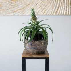 Lindy Plant Pot - Black -HORTOLOGY Plants Sale Lindy Black 4