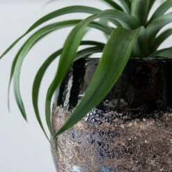 Lindy Plant Pot - Black -HORTOLOGY Plants Sale Lindy Black 6
