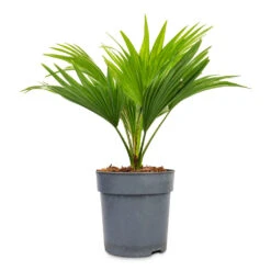 Livistona Rotundifolia - Footstool Palm -HORTOLOGY Plants Sale Livistona rotundifolia Footstool Palm 12x30cm