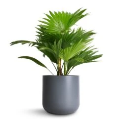 Livistona Rotundifolia - Footstool Palm -HORTOLOGY Plants Sale Livistona rotundifolia Footstool Palm 14x60cm Lisbon Plant Pot Charcoal 19x19cm