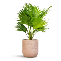 Livistona Rotundifolia - Footstool Palm -HORTOLOGY Plants Sale Livistona rotundifolia Footstool Palm 14x60cm Ocean Glaze Plant Pot Morganite 18x18cm 24168e43 d1a0 4b92 8786 b8367b201aa3