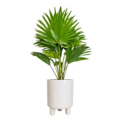 Livistona Rotundifolia - Footstool Palm -HORTOLOGY Plants Sale Livistona rotundifolia Footstool Palm 14x60cm Pisa Plant Pot White 16x19cm 1c2b47e5 e452 46ac b47e a8f99967a876