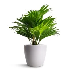 Livistona Rotundifolia - Footstool Palm -HORTOLOGY Plants Sale Livistona rotundifolia Footstool Palm 14x60cm Sven Plant Pot White 18x16cm