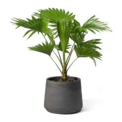 Livistona Rotundifolia - Footstool Palm -HORTOLOGY Plants Sale Livistona rotundifolia Footstool Palm Patt Plant Pot
