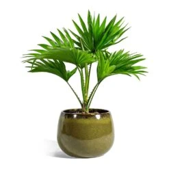 Livistona Rotundifolia - Footstool Palm -HORTOLOGY Plants Sale Livistona rotundifolia Footstool Palm odile moss plant pot 19cm 2c40fc1b 22cc 4cfc bd3b 53201d6f2256