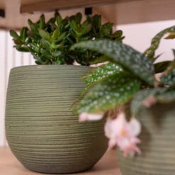 Lydia Plant Pot - Shiny Green 34 Lydia Plant Pot - Shiny Green -HORTOLOGY Plants Sale LydiaPlantPot ShinyGreen 3