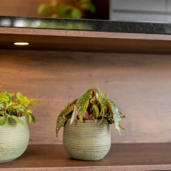 Lydia Plant Pot - Shiny Green 37 Lydia Plant Pot - Shiny Green -HORTOLOGY Plants Sale LydiaPlantPot ShinyGreen 6