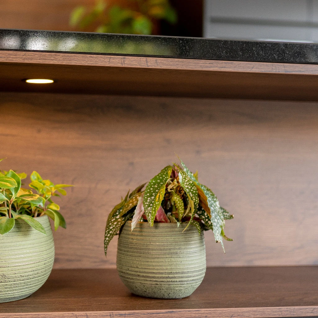 Lydia Plant Pot - Shiny Green 18 Lydia Plant Pot - Shiny Green - Image 18