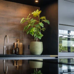 Lydia Plant Pot - Shiny Green 39 Lydia Plant Pot - Shiny Green -HORTOLOGY Plants Sale LydiaPlantPot ShinyGreen 7