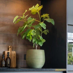 Lydia Plant Pot - Shiny Green 22 Lydia Plant Pot - Shiny Green -HORTOLOGY Plants Sale LydiaPlantPot ShinyGreen 8