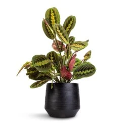 Norell Plant Pot - Black 22 Norell Plant Pot - Black -HORTOLOGY Plants Sale Maranta leuconeura var. erythroneura Herringbone Plant 12x35cm Norell Plant Pot Black 18x16cm